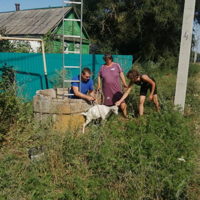 В поселке Веселый в 10-метровый колодец с холодной водой упал козленок. Для его вызволения понадобилась..