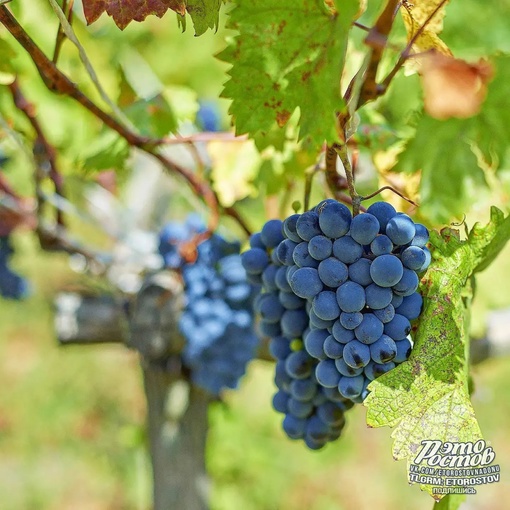 🍇🍷 Донская винодельня в Багаевском районе. Очень душевное, гостеприимное место. Красиво, вкусно,..