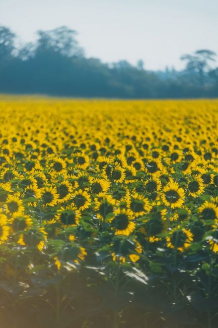 🌻 Цветение подсолнухов в самом разгаре 🌼  Фото: Артём..