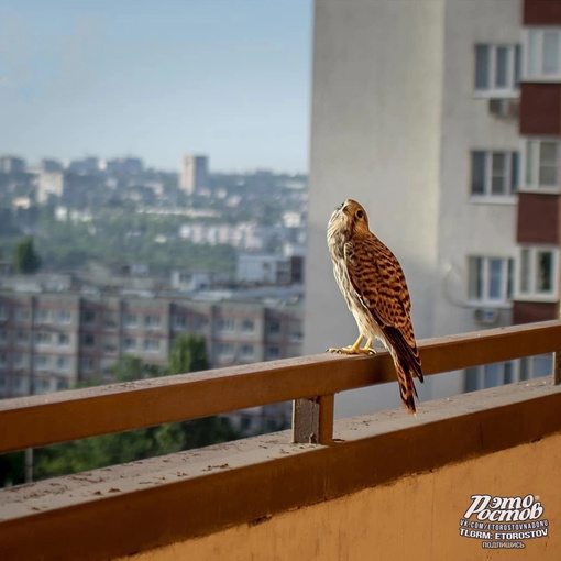 🦅 На крыше одного из ростовских ЖК поселилась соколиная семья и вывела птенца. На фото их первый..