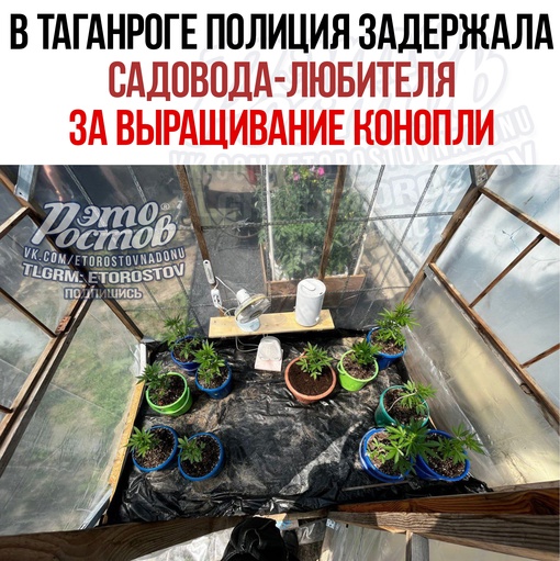 🥴🌱В Таганроге полиция задержала садовода-любителя за выращивание конопли. 47-летний мужчина заказывал..