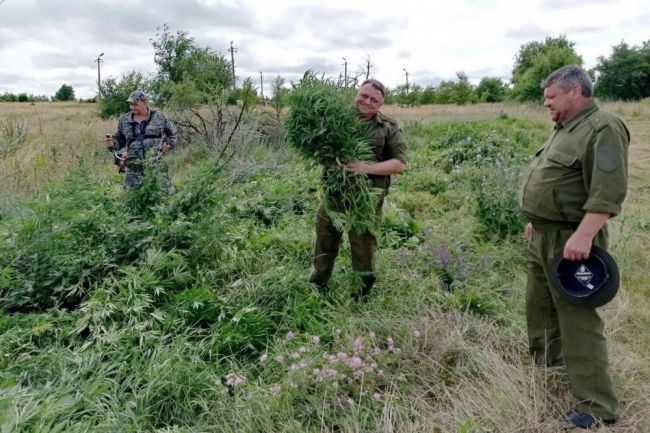 В Ростовской области казаки в июне уничтожили 200 тысяч кустов дикорастущей конопли  Опасные растения..