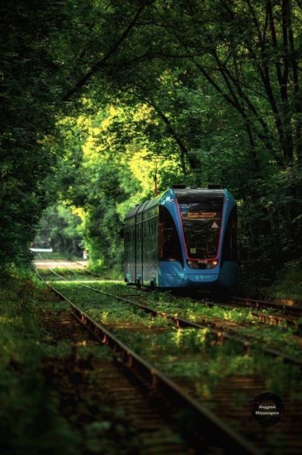 🌳 Сказочный трамвайный тоннель у парка Сокольники  Фото: Андрей..