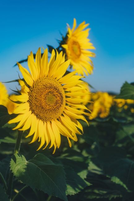 🌻 Цветение подсолнухов в самом разгаре 🌼  Фото: Артём..