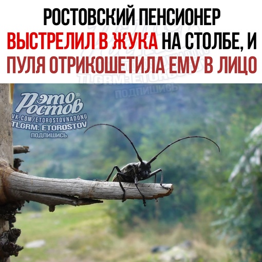 🤯🚨 Ростовский пенсионер выстрелил в жука на столбе, но пуля отрикошетила ему в лицо. Мужчина хотел..