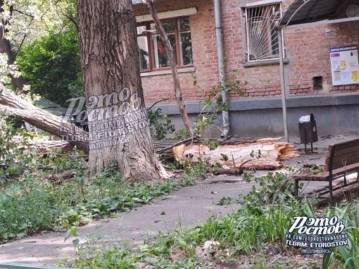 🌳⚠️ На ул.Герасименко упало огромное дерево на..