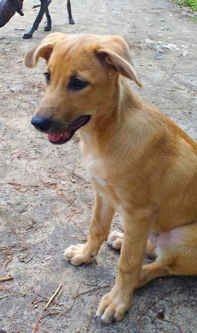 Золотая девочка в добрые руки 🐕 
Смелая, любопытная , ласковая , возраст около 4 месяцев,. 
Обработана и..