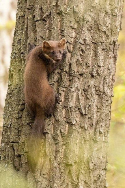 Живой символ Уфы запечатлели в Чишминском районе. 
Куница ползла по дереву, когда ее сфотографировал..