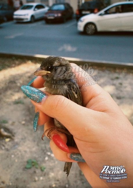 «Такое вот чудо чуть не задавили 🥺. Птичкам с наступлением жары приходится несладко», - пишет подписчица..