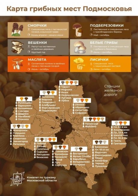 В Подмосковье уже начался сезон белых грибов.  Делимся картой для тихой..