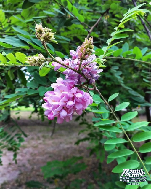 🌳🌺 Парк имени Октября на ул...