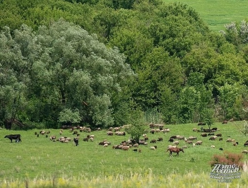 Слобода Дёгтево, Миллеровский район, Ростовская область😍🥰 Спокойствие и..