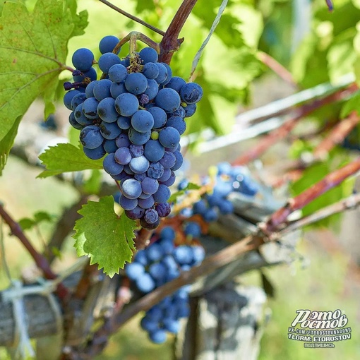 🍇🍷 Донская винодельня в Багаевском районе. Очень душевное, гостеприимное место. Красиво, вкусно,..