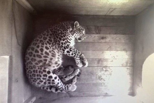 У пары леопардов из Сочинского нацпарка родился малыш  🐆Маленький хищник появился на свет у..