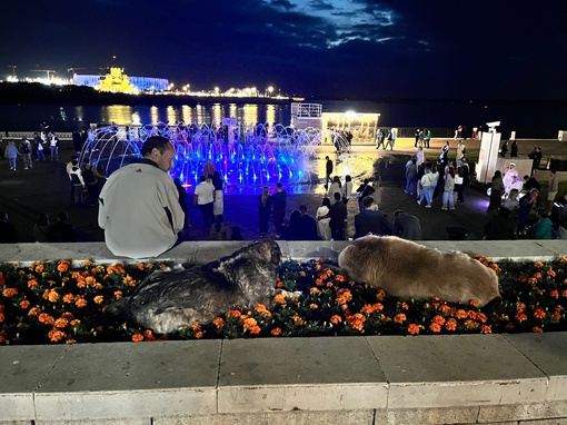 Даже собаки в центре кайфуют от атмосферы и любуются фонтаном ⛲️  ..