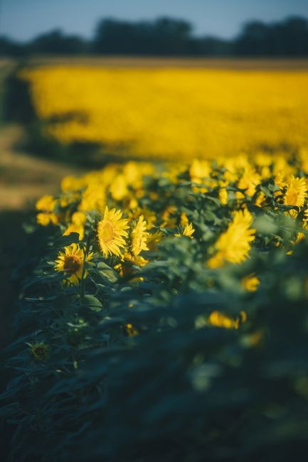 🌻 Цветение подсолнухов в самом разгаре 🌼  Фото: Артём..