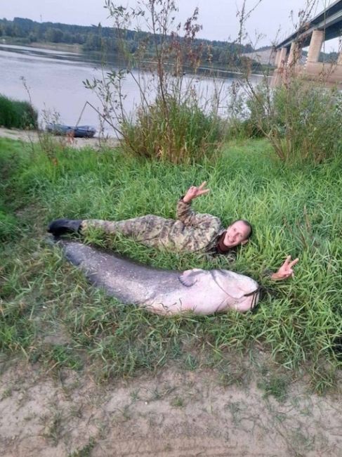 🗣Вот такие монстры водяятся в Оке. Нижегородский рыбак поделился фотографией улова. Вес добычи 65,2 кг, рост..