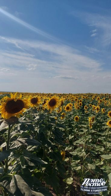 🌻Символы Донского..