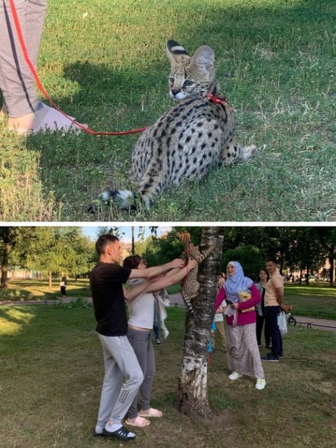 В Овсянниковском саду заметили на выгуле необычную кошку — породы саванна. Это гибрид домашней кошки и..