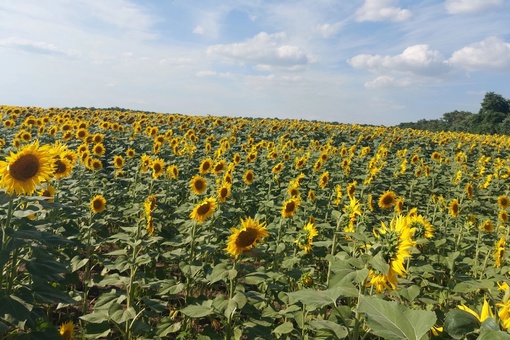 🌻 И еще подсолнухов вам в ленту...