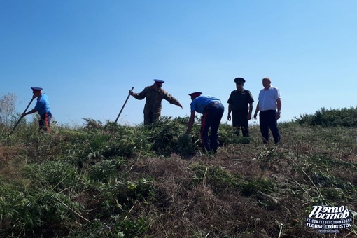 😁🌿 Донские казаки начали второй этап "спецоперации" по уничтожению дикорастущей конопли в Ростовской..