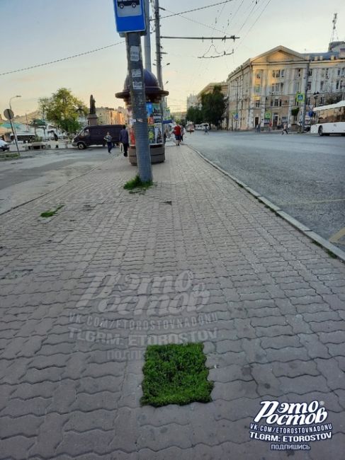 🌱 Самый маленький газон Ростова на улице Московской. На проект озеленения было выделено много миллионов..