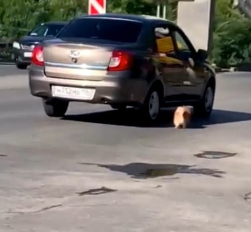 В Челябинской области хозяева привязали собаку к автомобилю  Данный инцидент произошел вчера утром в городе..