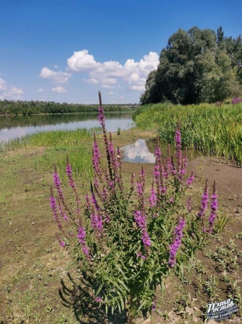 Станица Вёшенская. Вот куда нужно развивать внутренний..