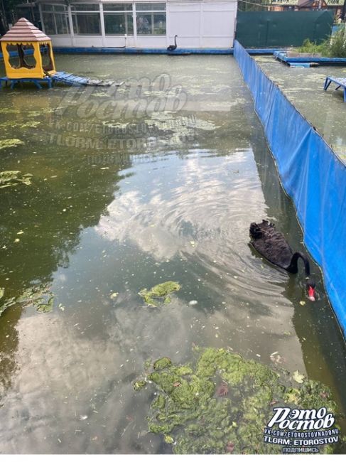 «В такой воде купаются лебеди в парке Революции. Жалко животных 🥺», - поделилась подписчица паблика "Это..