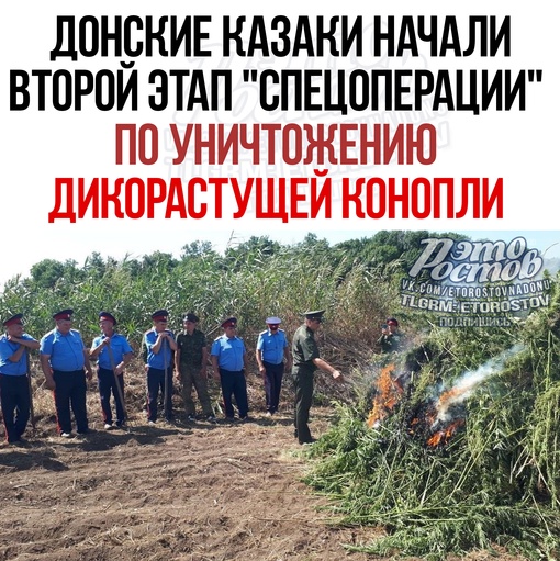 😁🌿 Донские казаки начали второй этап "спецоперации" по уничтожению дикорастущей конопли в Ростовской..