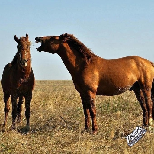 🐎 Донские мустанги в Ростовском..