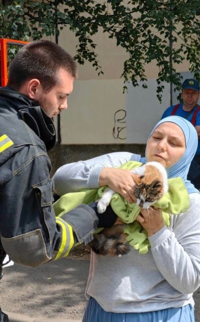 Добрые новости из Ленобласти 🐱  В Сертолово спасли кошку, которая 12 часов просидела на дереве.  Домашняя..