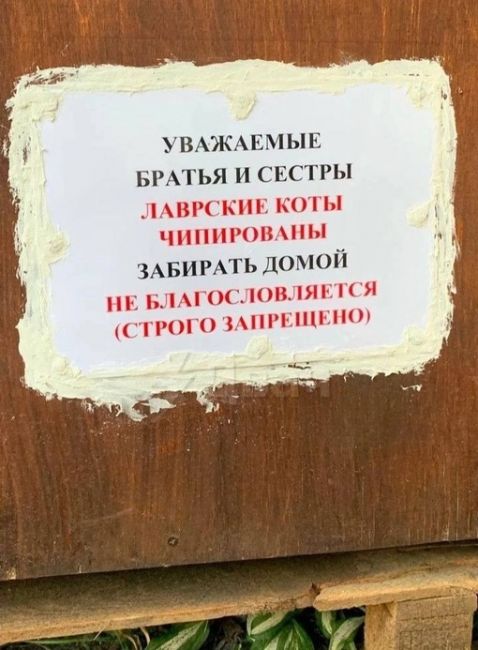 В Александро-Невской лавре очень просят не забирать домой местных котов , даже объявление..