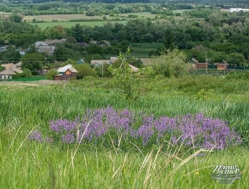 Слобода Дёгтево, Миллеровский район, Ростовская область😍🥰 Спокойствие и..