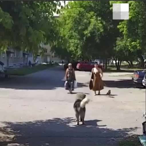 В Коркино бродячий пес напал на женщину с собачкой  Событие произошло на улице Карла Маркса, 14. Дама с..