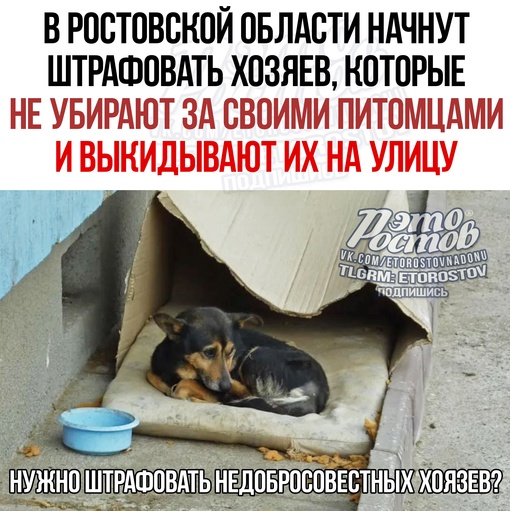 🐶⚡ В Ростовской области начнут штрафовать хозяев, которые не убирают за своими питомцами и выкидывают их..