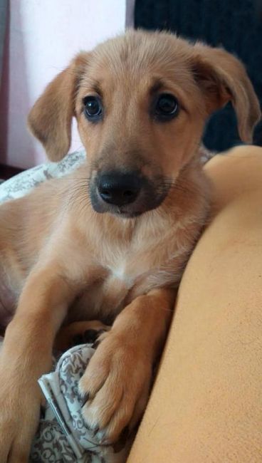 Отдадим в добрые руки отличного щенка 🐕 
Смелая, любопытная , ласковая девочка, около 4 месяцев,. 
Обработана..