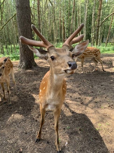 🦌 Сказочное место с волшебными обитателями прямо в нашей области!  📍 Экотропа «Копорье» в Городецком..