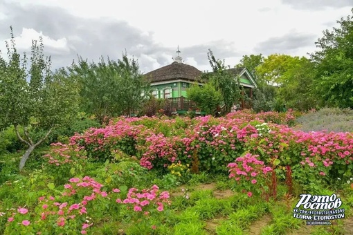 🌳 Лето в хуторе Старозолотовском. 
Константиновский район  Фото: Дмитрий..