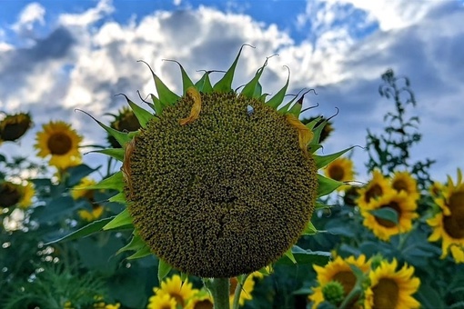 🌻Сезон цветения подсолнухов в самом разгаре 🌼  Фото: Елена..