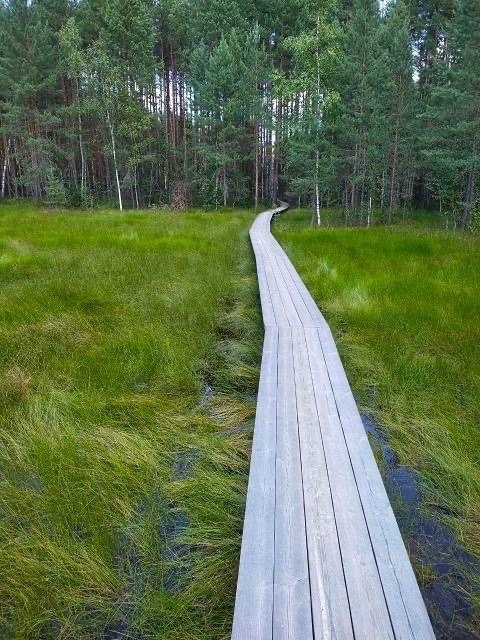 💜 чем заняться на выходных ? Прогуляться по тропам Керженского..