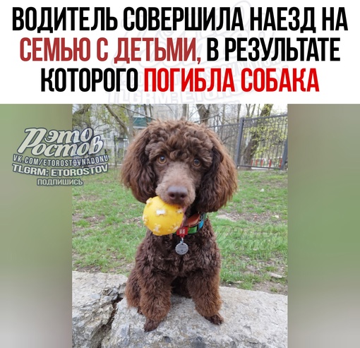 🤬 Водитель совершила наезд на семью с детьми, в результате которого погибла собака, и скрылась с места..