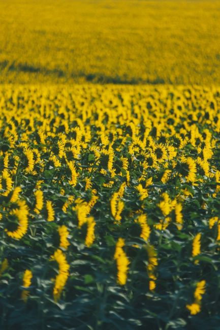 🌻 Цветение подсолнухов в самом разгаре 🌼  Фото: Артём..