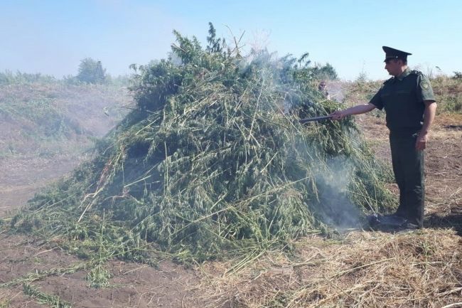 Донские казаки начали второй этап спецоперации по уничтожению дикорастущей конопли в Ростовской области. 
..