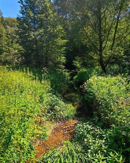 🌿Зелёные джунгли в..