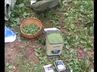 🌿 Донские казаки уничтожили 200 тысяч кустов дикорастущей конопли в Ростовской области. Общая масса..