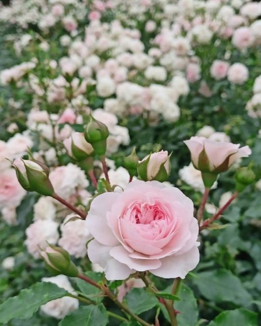 🌸 В Александровском саду цветут прекрасные..