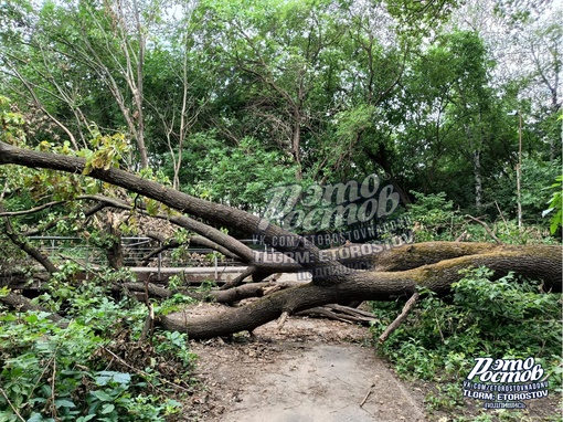 🌳⚠ Дерево, которое упало ещё 26 июня в роще на Шолохова (напротив парка Авиаторов) лежит до сих пор. Никому до..