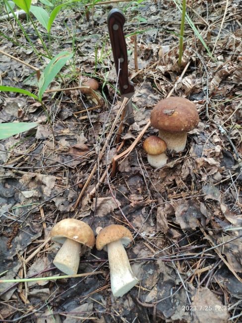 Нижегородцы делятся своим уловом этим летом ..