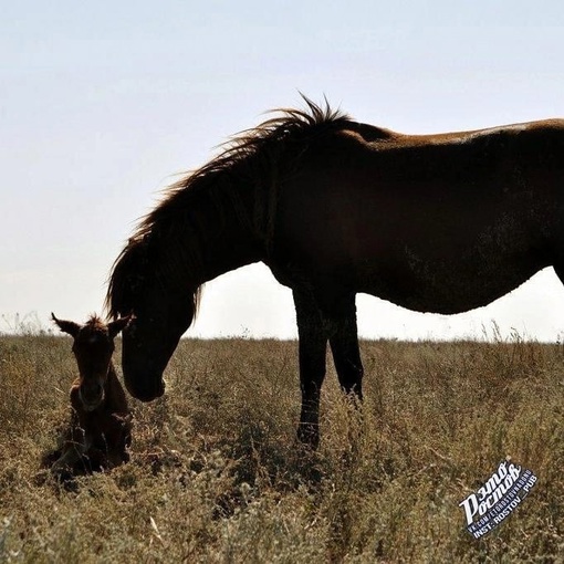 🐎 Донские мустанги в Ростовском..